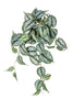 Scindapsus hanging plant l45cm green