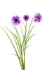 Korenbloem/gras l70cm magenta
