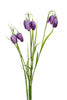 Fritillaria/gras l70cm paars