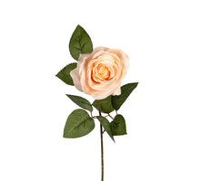 Roos l66cm zalm