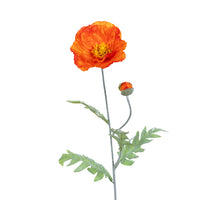 Papaver l74cm oranje
