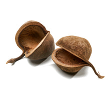 Buddha nuts natural 6pcs