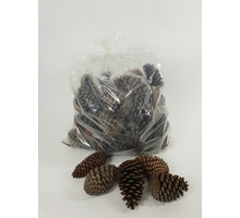 PINUS MARITIMA 14-18 CM NATURAL POLY/50 PC