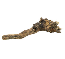 Houtstronk ca.50-60cm naturel