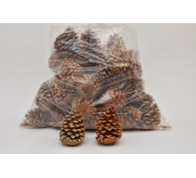 PINUS MARITIMA14-18 CM BLEACHED POLY/50 PC