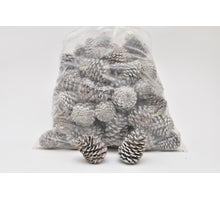 PINUS MARITIMA 10-14 CM WHITE WASHED POLY/75 PC