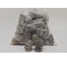 PINUS MARITIMA 14-18 CM WHITE WASHED POLY/50 PC