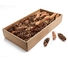 Bijsteker 'Pinus Strobus' naturel 100pcs