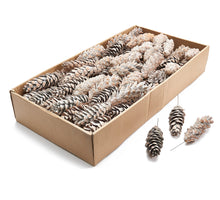 Bijsteker 'Pinus Strobus' bevroren wit 100pcs