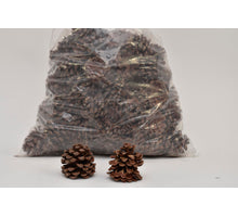 PINUS PINEA MIXED NATURAL POLY/75 PC