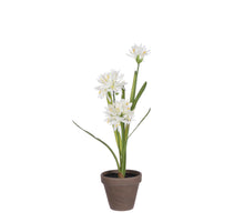 Agapanthus wit in pot Stran grijs d11,5cm - h45xd20cm