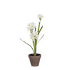 Agapanthus wit in pot Stran grijs d11,5cm - h45xd20cm