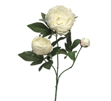 Peony cream duchesse de luemours spray