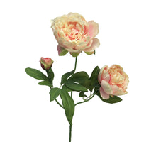 Peony pink duchesse de luemours spray