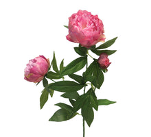 Peony mauve duchesse de luemours spray