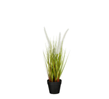 Dogtail in pot wit - h40xd15cm
