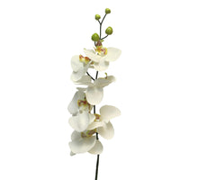 Phaleanopsis 'Milan' cream 78cm