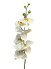 Phaleanopsis 'Milan' cream 78cm