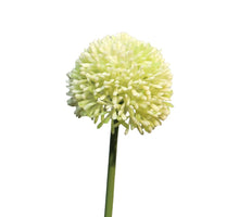 Allium globemaster cream /green small 44cm