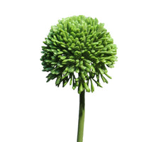 Allium globemaster green small 44cm