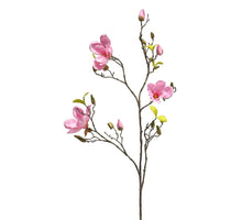 Magnolia 'Scent' pink 110cm