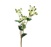Hypericum hidcote black 70cm