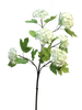 Viburnum Roseum x6 cream 60cm