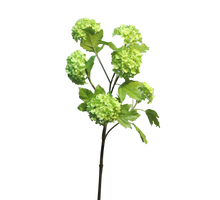 Viburnum Roseum x6 green 60cm