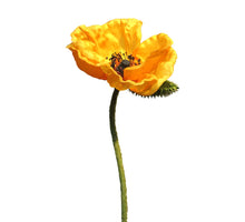 Papaver Nudicaule yellow open flower 70cm
