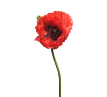 Papaver Nudicaule red open flower 70cm