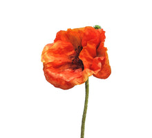 Papaver Nudicaule orange open flower 70cm