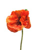 Papaver Nudicaule orange open flower 70cm
