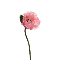 Papaver Nudicaule pink open flower 70cm