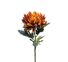 Chrysanthemum Iba rust 63cm