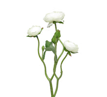 Ranonculus Azura cream 48cm