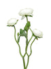 Ranonculus Azura cream 48cm