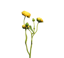 Ranonculus Azura yellow 48cm