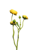 Ranunculus Azura yellow 48cm