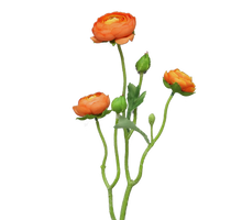 Ranonculus Azura orange 48cm