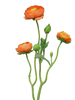 Ranonculus Azura orange 48cm