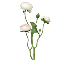 Ranonculus Azura pink/cream 48cm