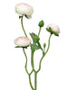 Ranonculus Azura pink/cream 48cm