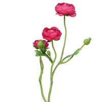 Ranonculus Azura fuchsia 48cm