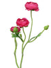 Ranonculus Azura fuchsia 48cm
