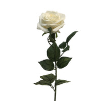 Rosa Dijon cream 64cm