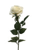 Rosa Dijon cream 64cm