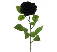Rosa Dijon black 64cm