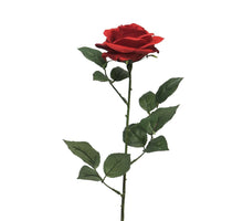 Rosa Dijon red 64cm