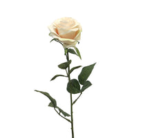 Rosa Dijon light pink 64cm