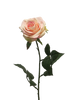 Rosa Dijon cream/pink 64cm